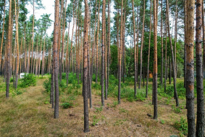 Działka Sprzedaż Otwock Krecia