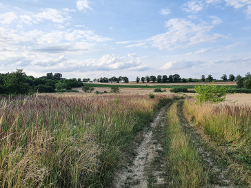 Działka Sprzedaż Wińsko  arkowa