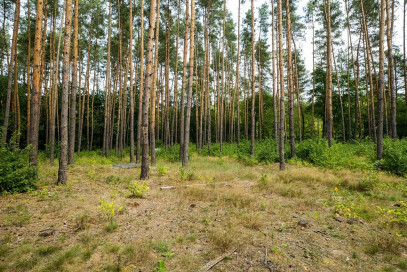 Działka Sprzedaż Otwock Krecia