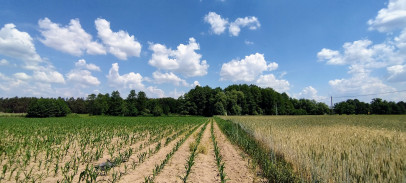 Działka Sprzedaż Zarośle Cienkie